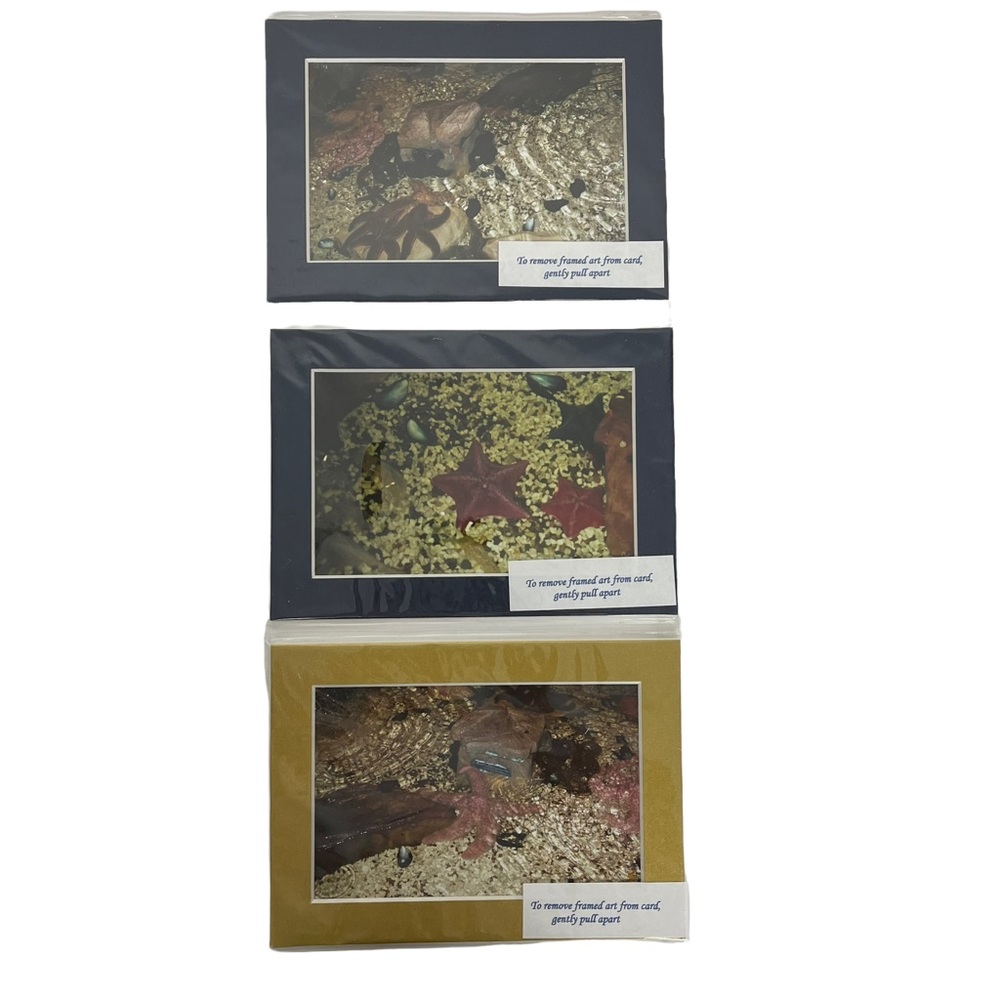 Color Photographs Framed With Matting Blue Gold Underwater Scenes Starfish